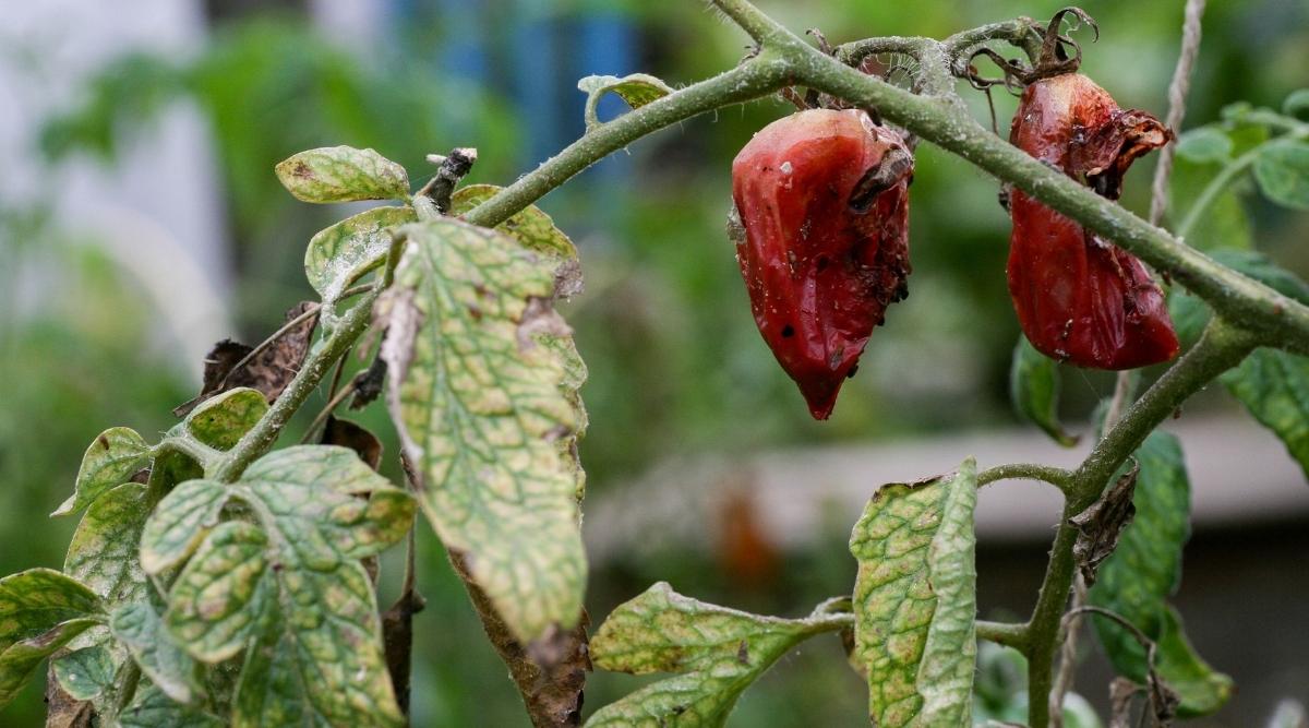 Tomatoes affected with blight