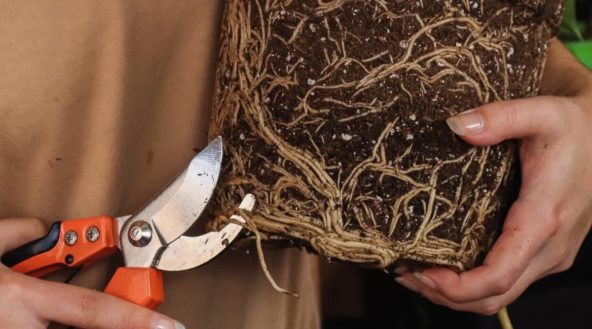 How to Prune Monstera Plants in 6 Simple Steps