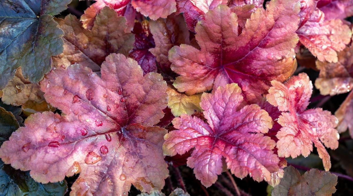 Heuchera