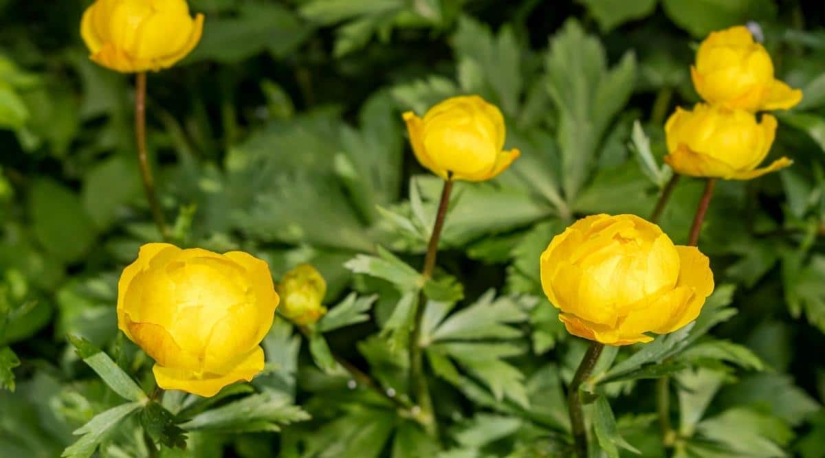 Trollius