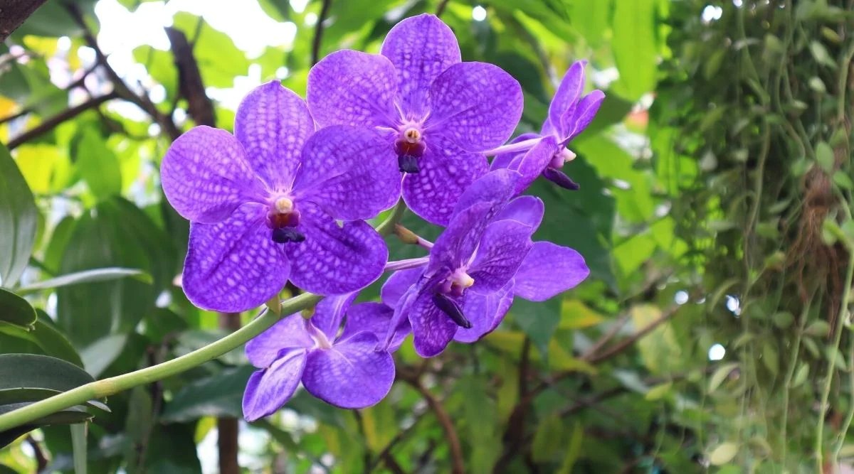 11 Types of Epiphytic Plants That Can Grow on Trees