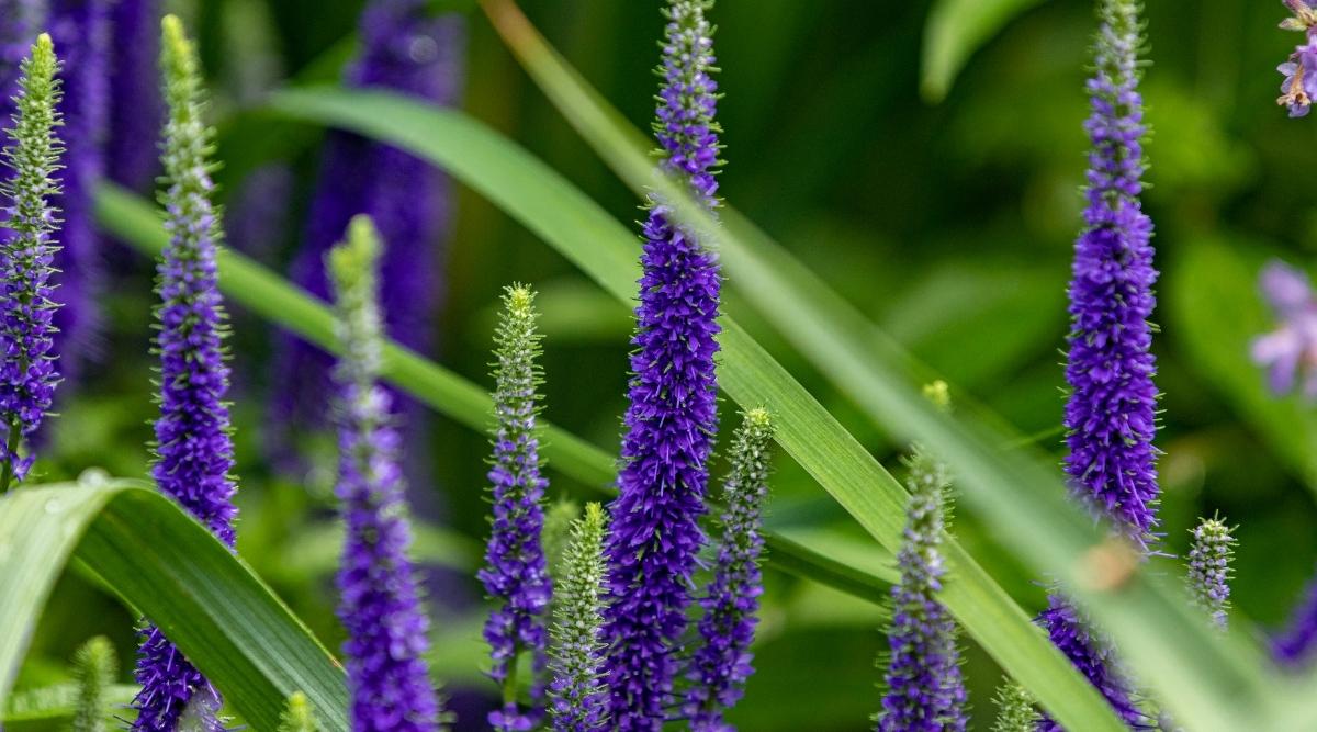 Veronica Spicata ‘Royal Candles’