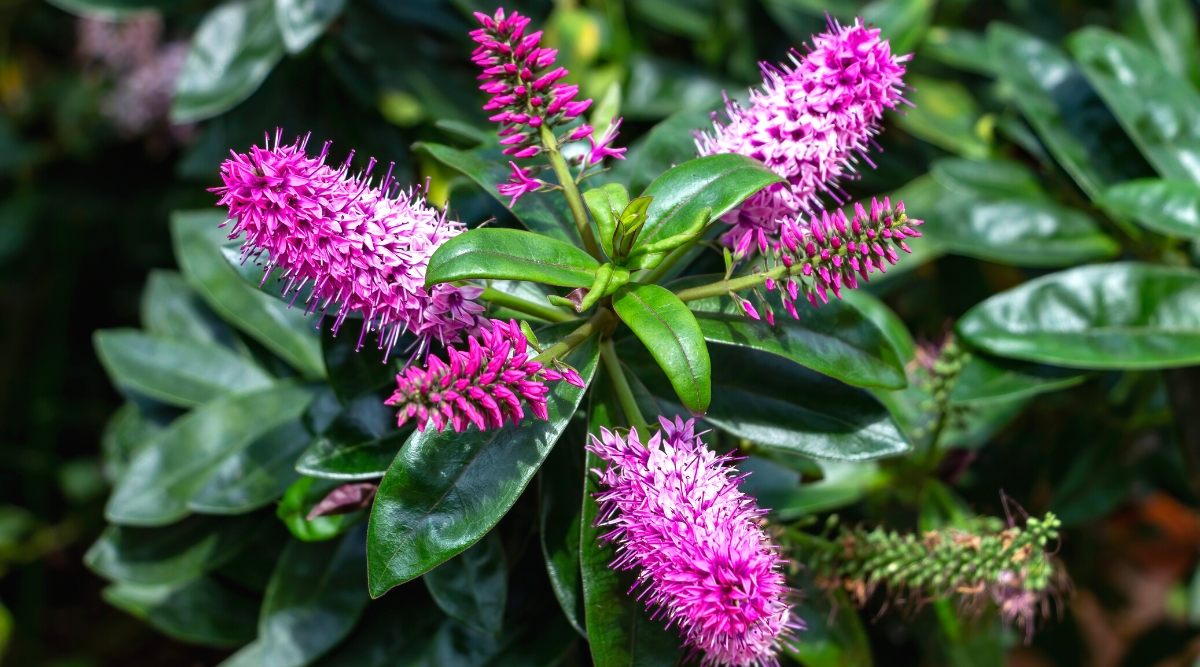 Veronica speciosa, commonly known as the showy speedwell, is a flowering plant. The leaves are lance-shaped, opposite, and have serrated edges. They are dark green in color and arranged along the stems. The plant produces dense spikes of vibrant, pink tubular-shaped flowers. These flowers have four petals and a white throat, creating a striking and eye-catching display.