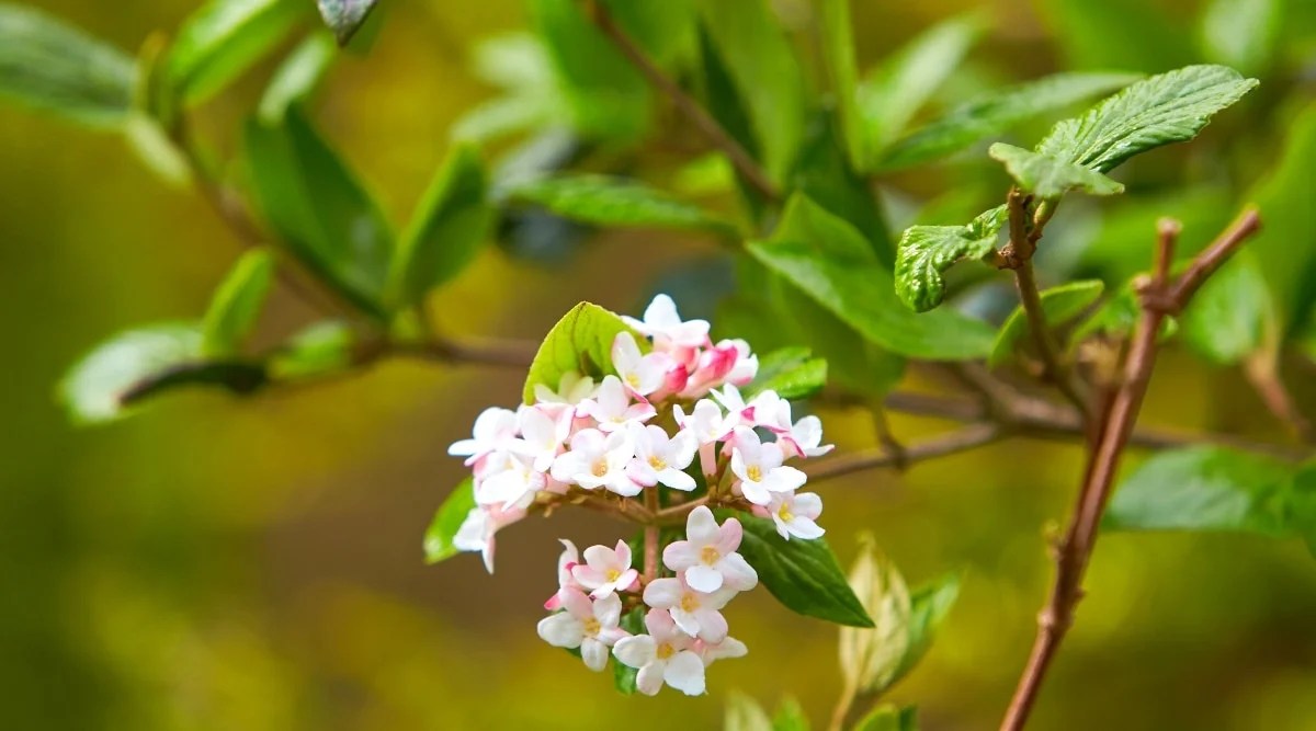Close-up of a flowering branch on a blurred brown background. The leaves are dark green, matte, oval, with jagged edges and deep veins. The inflorescence is pale pink, ball-shaped, consisting of tiny pale pink tubular flowers with yellow centers.
