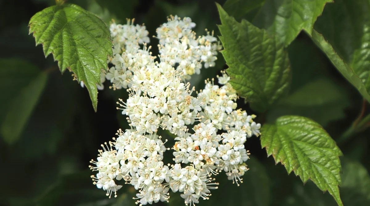 Close-up of a flowering bush Viburnum dentatum against a background of dark green foliage. Numerous white small flowers, grouped in flat-topped corymbs, have prominent, thin white stamens with yellow anthers. The leaves are dark green, ovate, toothed.