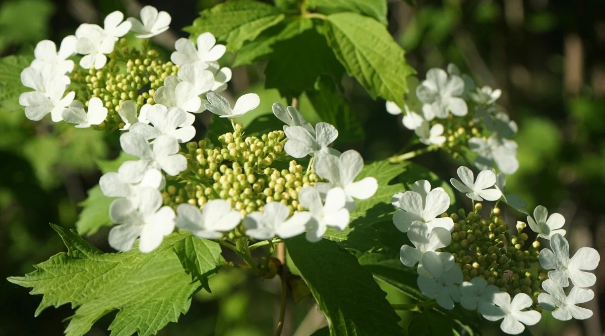 Close-up of a flowering Viburnum opulus, commonly known as European cranberrybush. The leaves of Viburnum opulus are opposite, palmately lobed, and three-lobed with serrated margins.They are medium green in color. The flowers are small and creamy white with five petals. They are borne in dense, flat-topped clusters (corymbs).