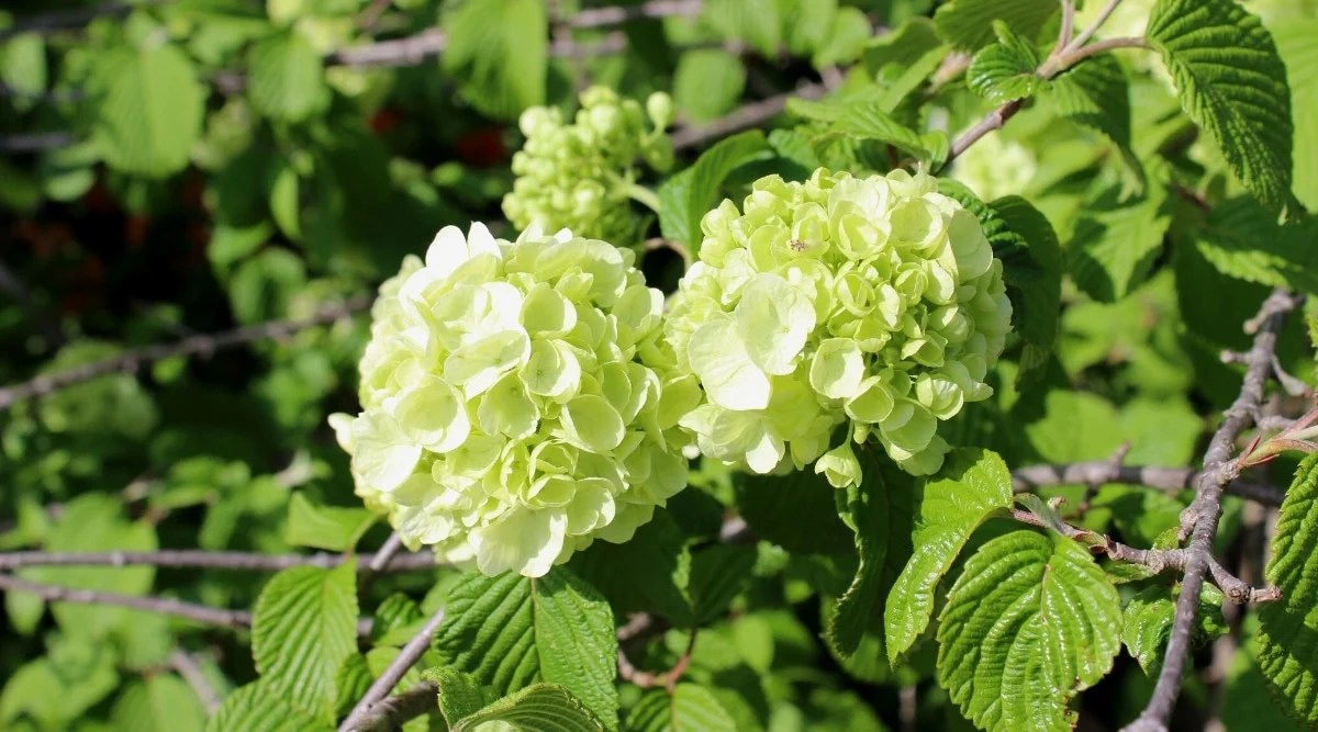 Close-up of a flowering shrub in a sunny garden. Large ball-shaped clusters of greenish-white sterile flowers grow on branches. The leaves are leathery, dark green, with serrated edges.