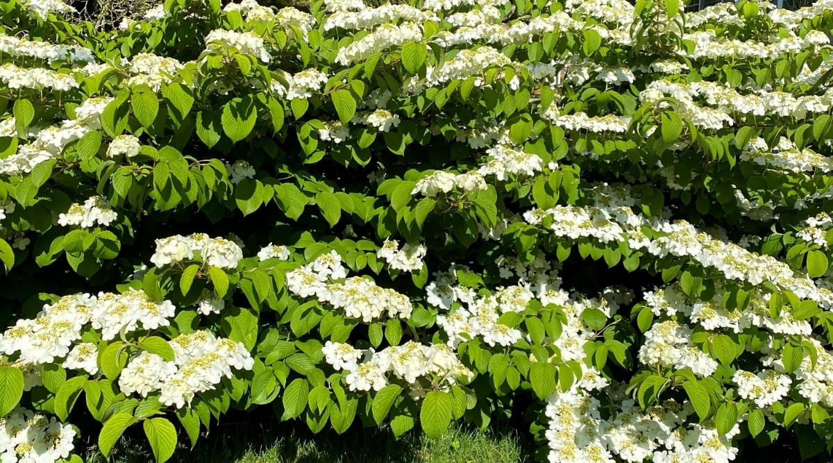 A large, lush, flowering shrub in a sunny garden. The bush has long branches covered with slightly drooping, ovate leaves of bright green color with deep veins. Large, white, lacy, flat inflorescences of white flowers bloom profusely on the branches.