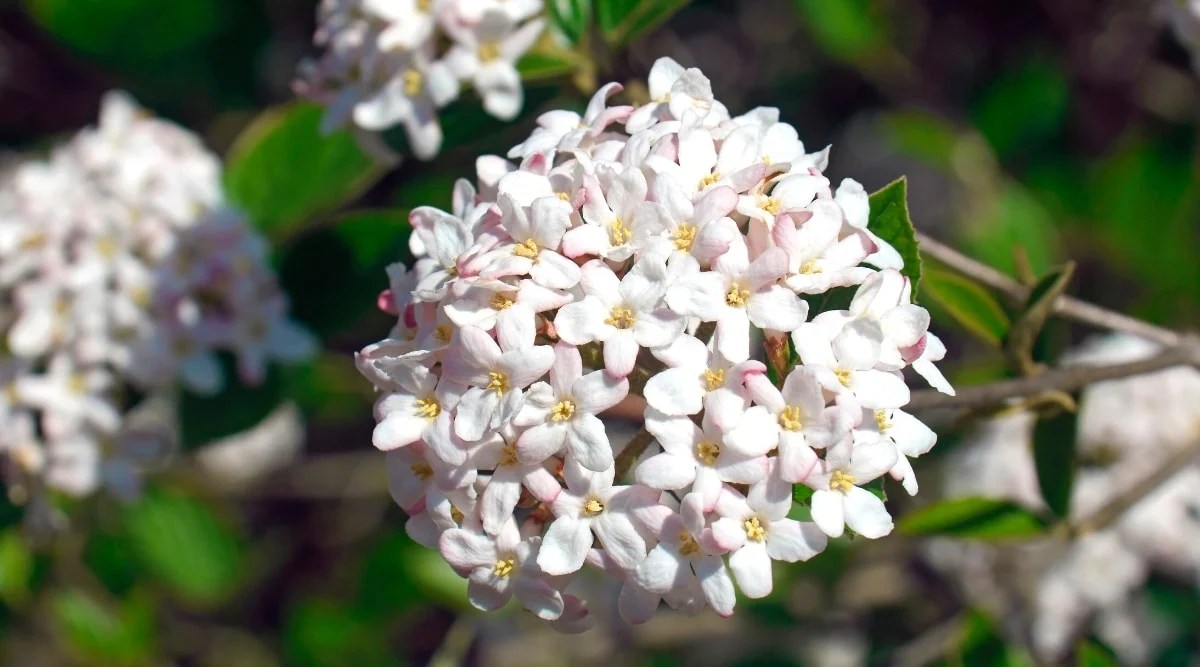Close-up of a round inflorescence in a sunny garden. The inflorescence is composed of many tiny white, 5 petalled flowers with a pinkish tinge on the underside of the petals and yellow centers. The sun shines brightly on the flower cluster.