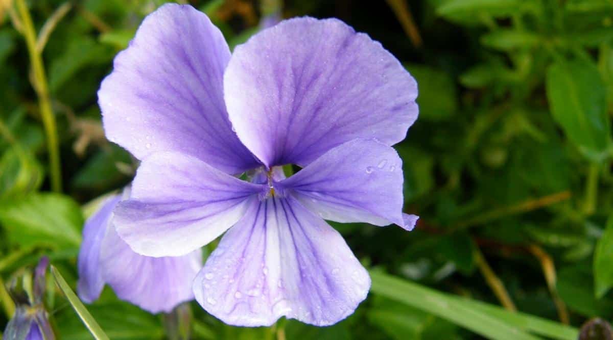 Close-up of a pale purple violet flower blooming in a garden. Thin petals with dark purple prominent veins. Slightly blurred green grass in the background.