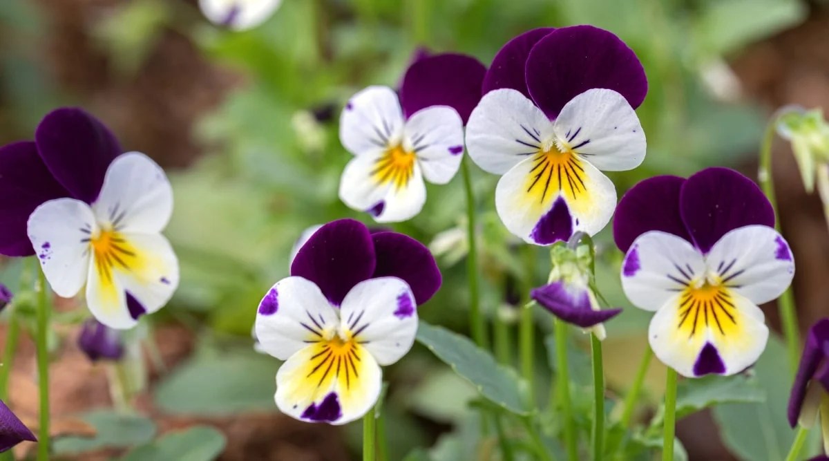 31 Companion Plants to Grow With Roses This Season