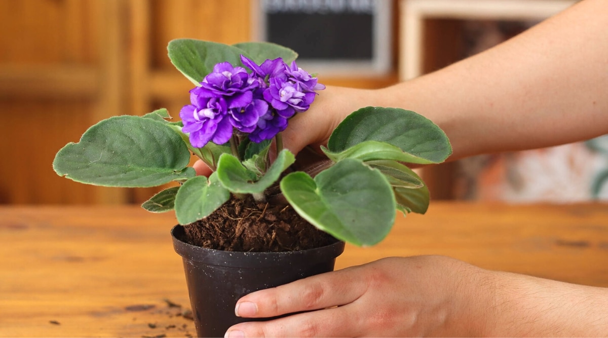 How to Transplant or Repot African Violets