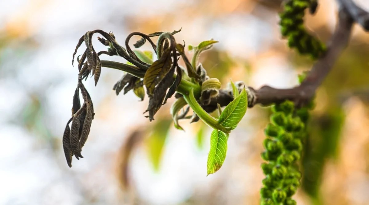 Walnut leaves after frost. Close-up of dry frozen leaves in black color, oval shape with pointed tips against the backdrop of a blurry spring garden.