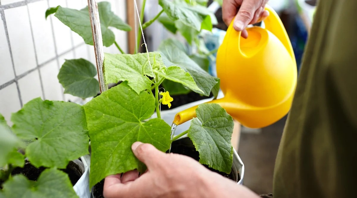 11 Tips For Growing Cucumbers in Pots or Containers