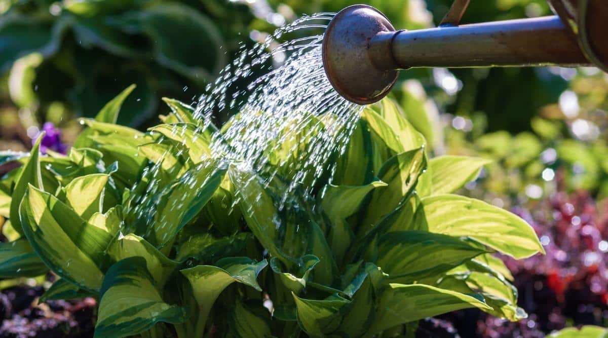 Watering small hostas plants