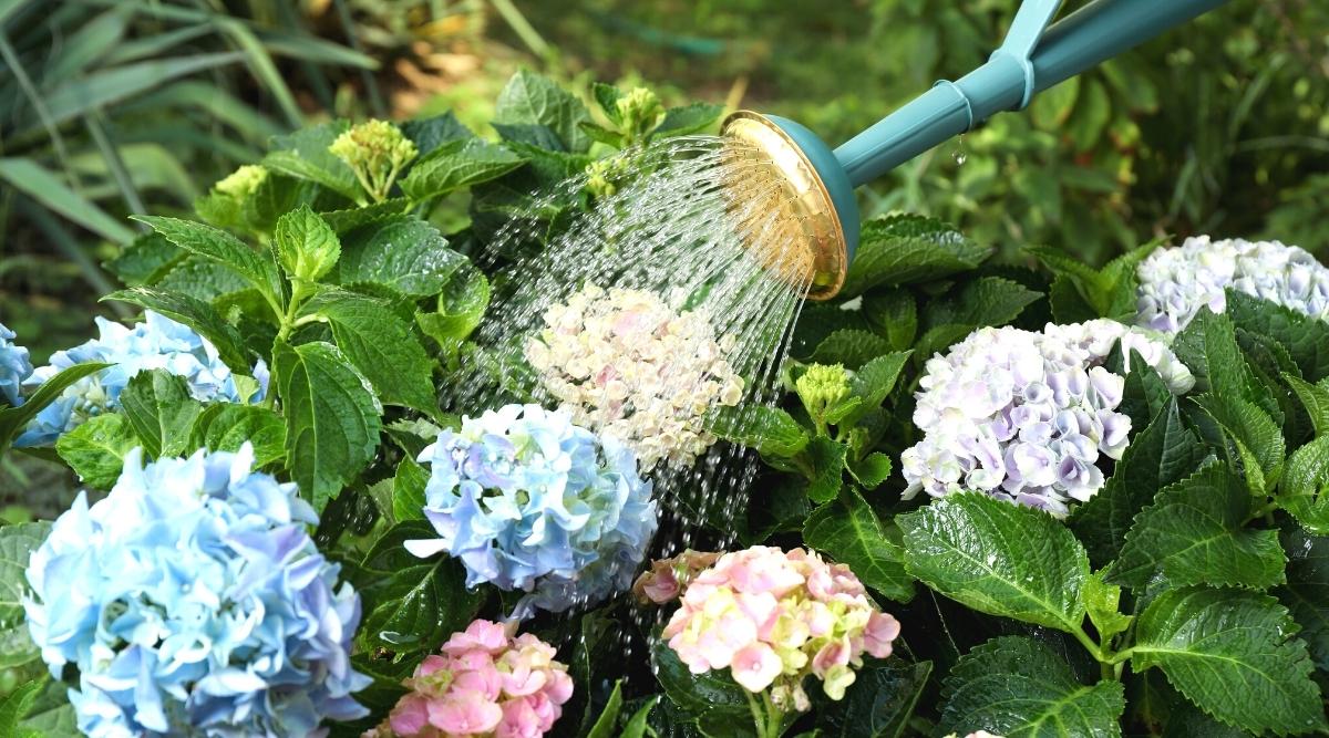 Gardener Watering from Overhead