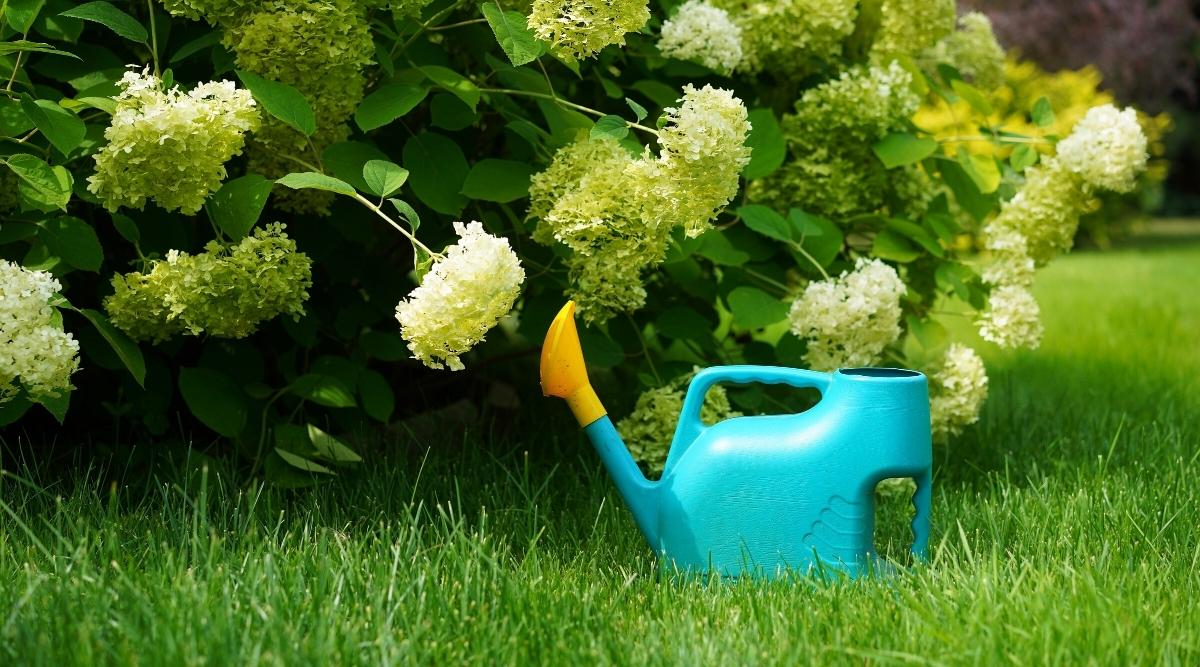 Watering Shrubs in Sun