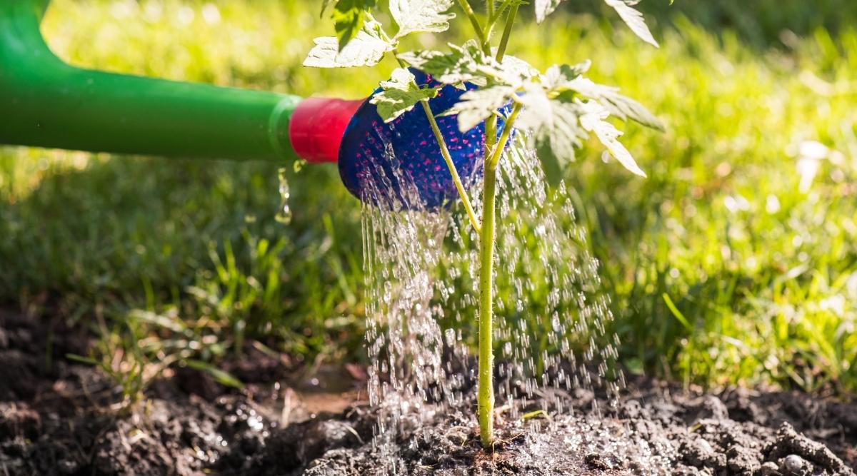 Watering seedlings as they grow in garden.