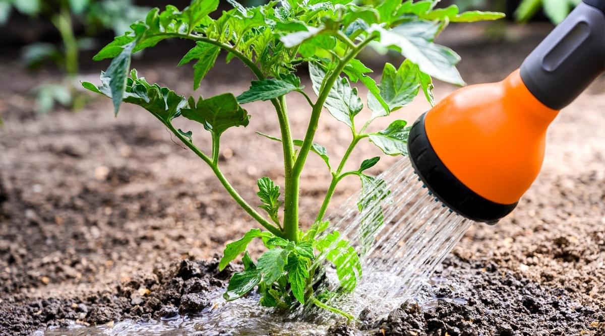 Watering tomato at the base of the plant