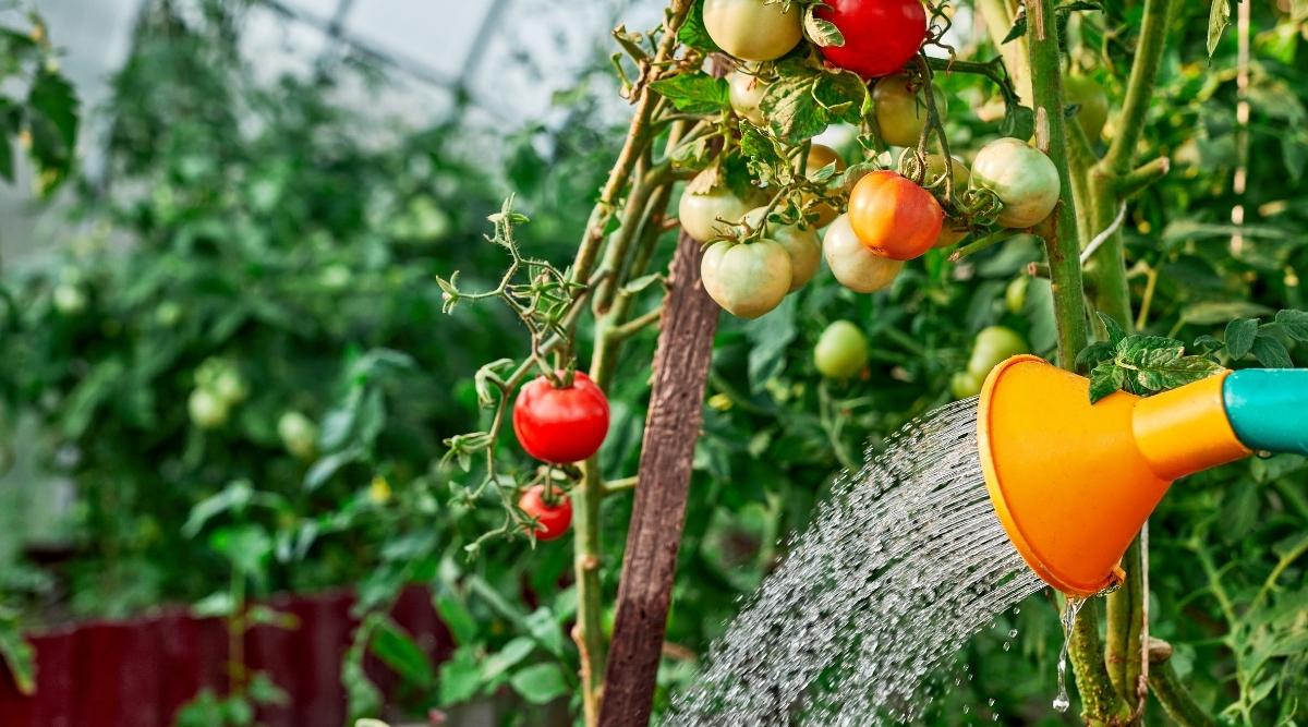 Watering tomatoes