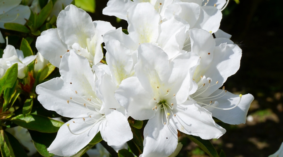 Close-up of Weston&rsquo;s Innocence azalea blooming white flowers in a sunny garden against a blurred background. The flowers are large, white, frilled, with a pale yellow spot on the upper petals and long white stamens.