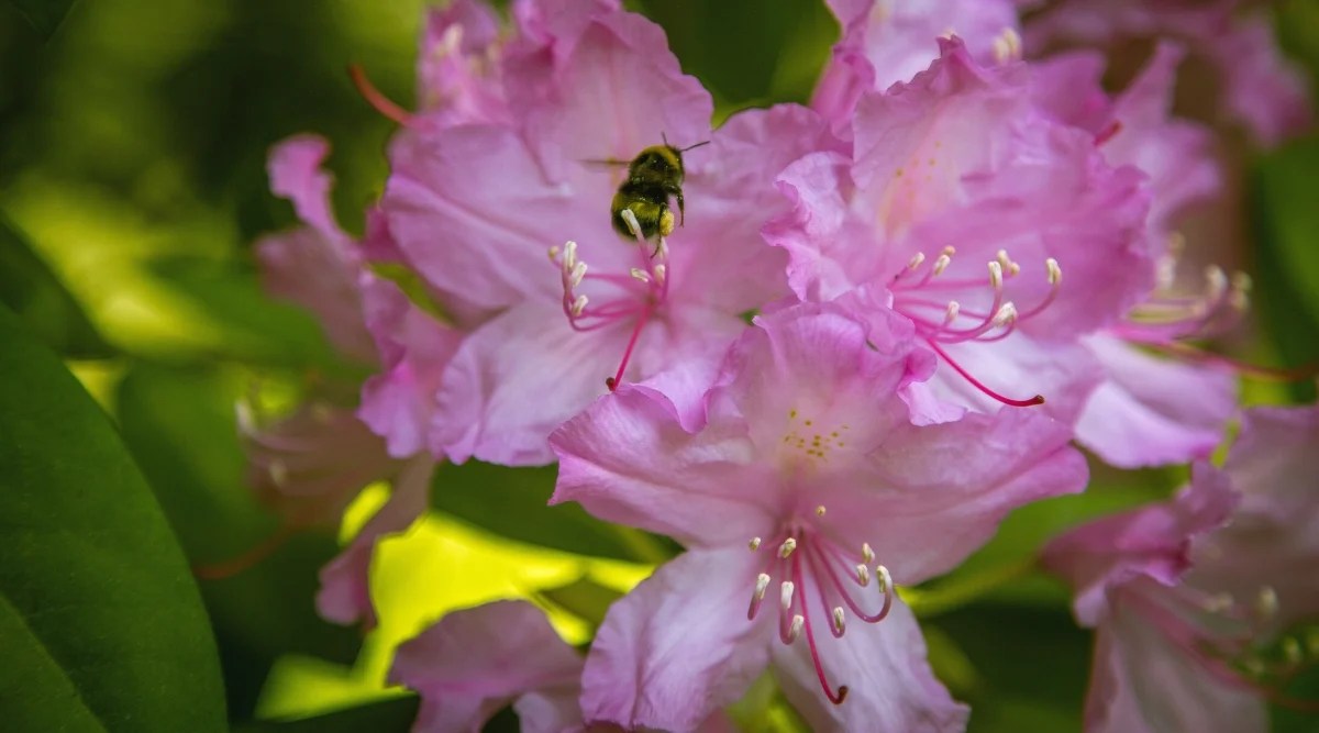 Close-up of rhododendron Wheatley flowers against a blurred green background. The flowers are small, bell-shaped, white with pinkish-purple corrugated edges and green-yellow freckles on the upper petals. A bee flies up to a flower to collect nectar.