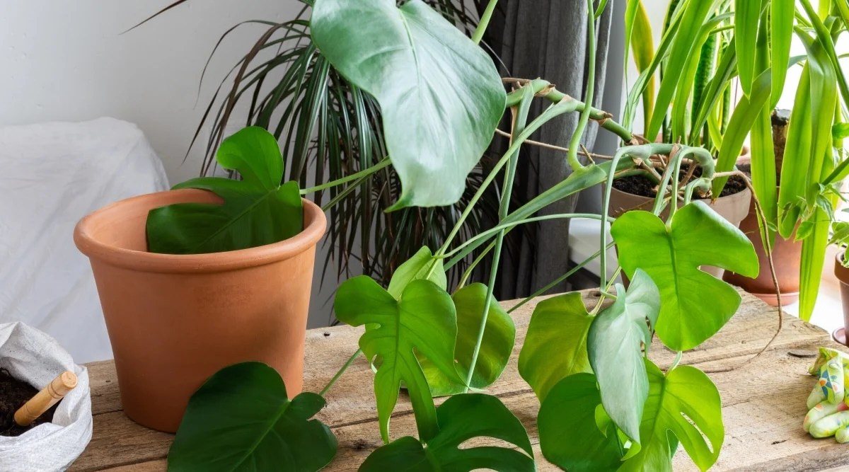 How to Prune Monstera Plants in 6 Simple Steps