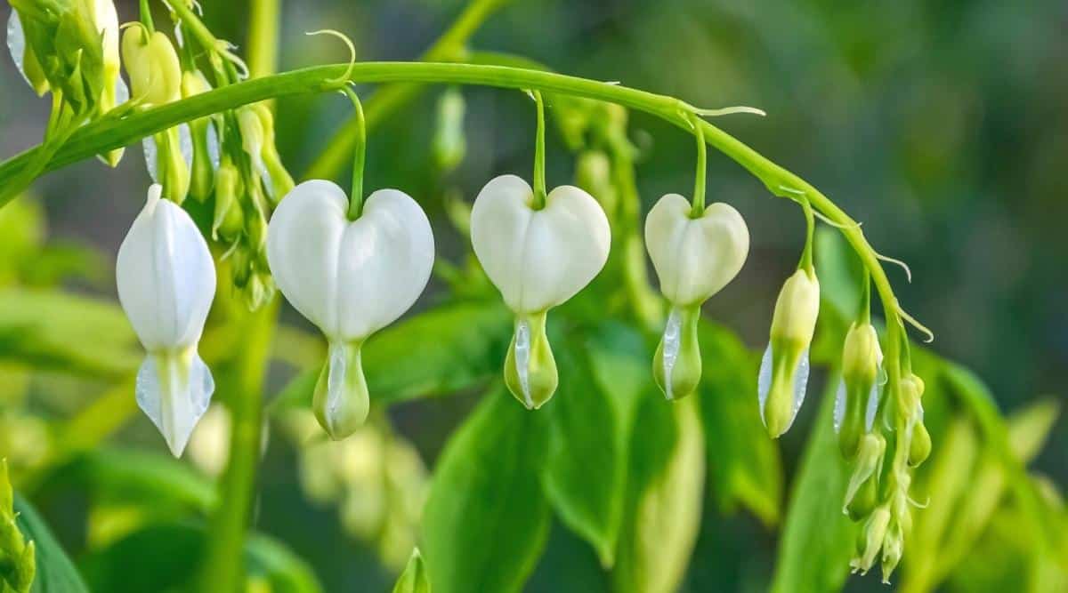Close-up of a stem with &lsquo;White Old-Fashioned Bleeding Heart&rsquo; flowers in bloom. The flowers are white, heart-shaped with a white-green tear underneath, hanging in a row on a curved stem. They are surrounded by green foliage. The green background is blurred.
