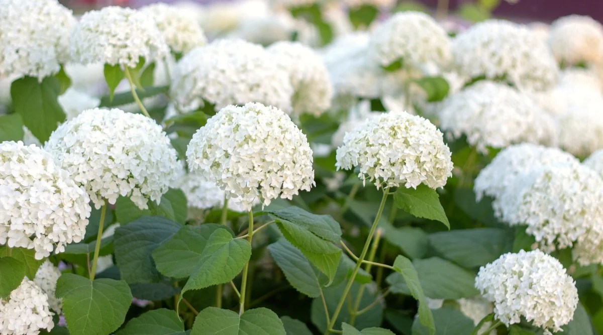 Close-up of a large flowering shrub with white blooms in the evening garden. The bush has tall erect stems, covered with large heart-shaped, dark green, serrated leaves and large rounded inflorescences of small white sterile flowers at the tops of the stems.