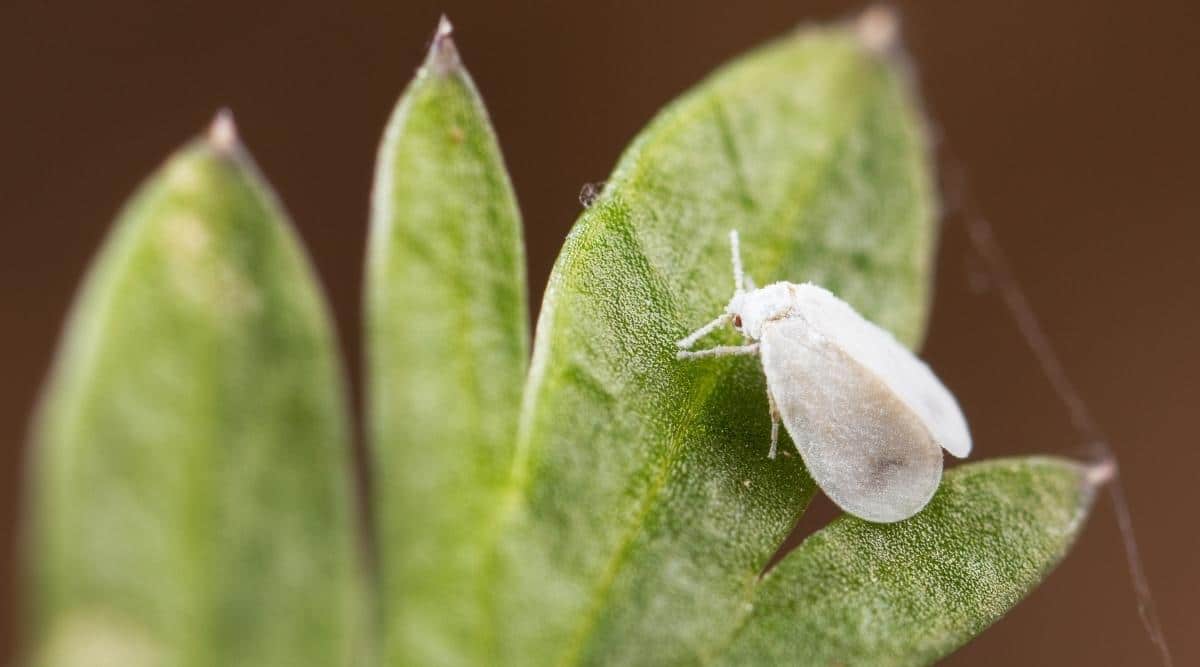 11 Lavender Pests & Diseases To Watch For This Season