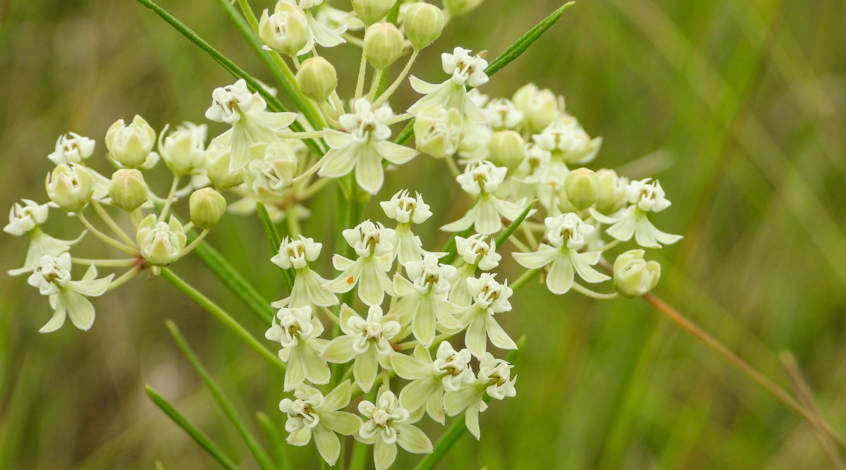 Close up of a tall stem with clusters of tiny light yellow flowers on top.