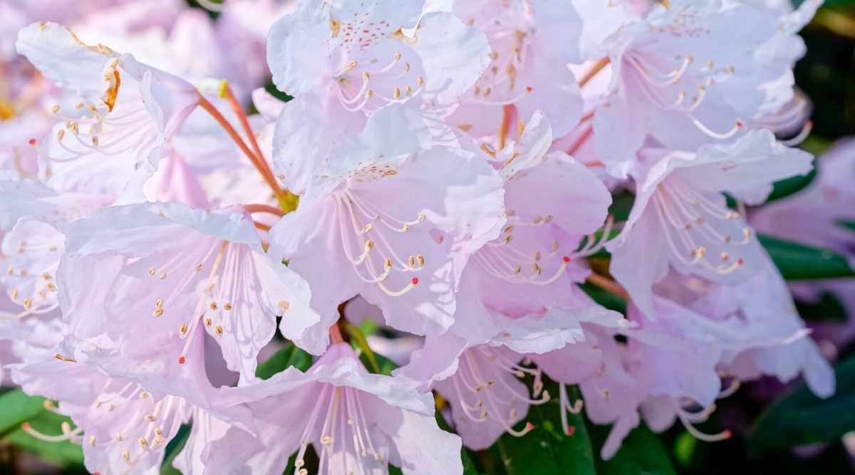 Close-up of blooming Windbeam azalea flowers. Delicate white flowers are bell-shaped with glowing soft pink and purple hues, giving the flowers a luminescent look.