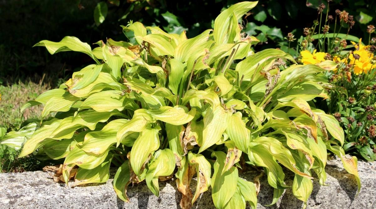 Yellow Margins and Rotten Stems
