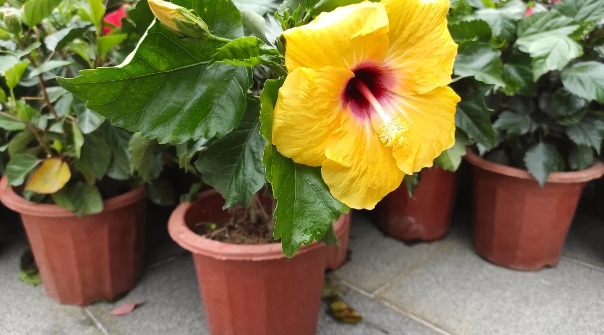 11 Tips for Growing Beautiful Hibiscus Plants in Containers