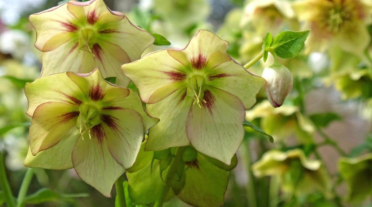 Yellow speckled Hellebores in the garden