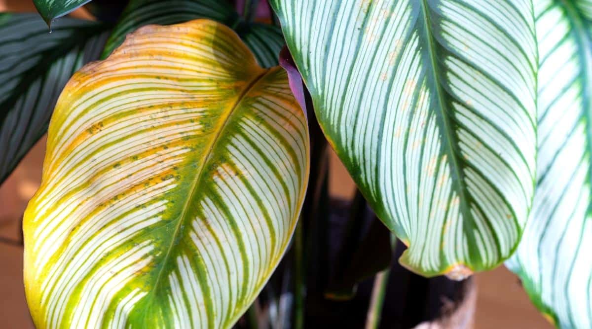 11 Common Problems With Calathea Plants