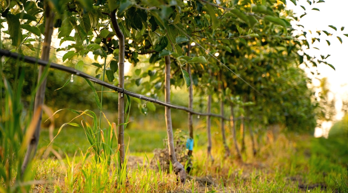 Apple Tree Growth Stages How Fast Do Apple Trees Grow?