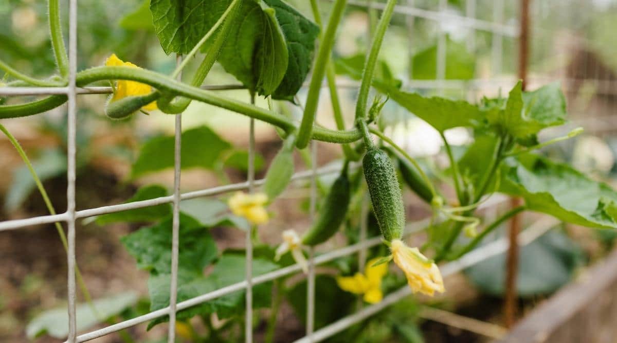 Young Cucumbers growing in trellis