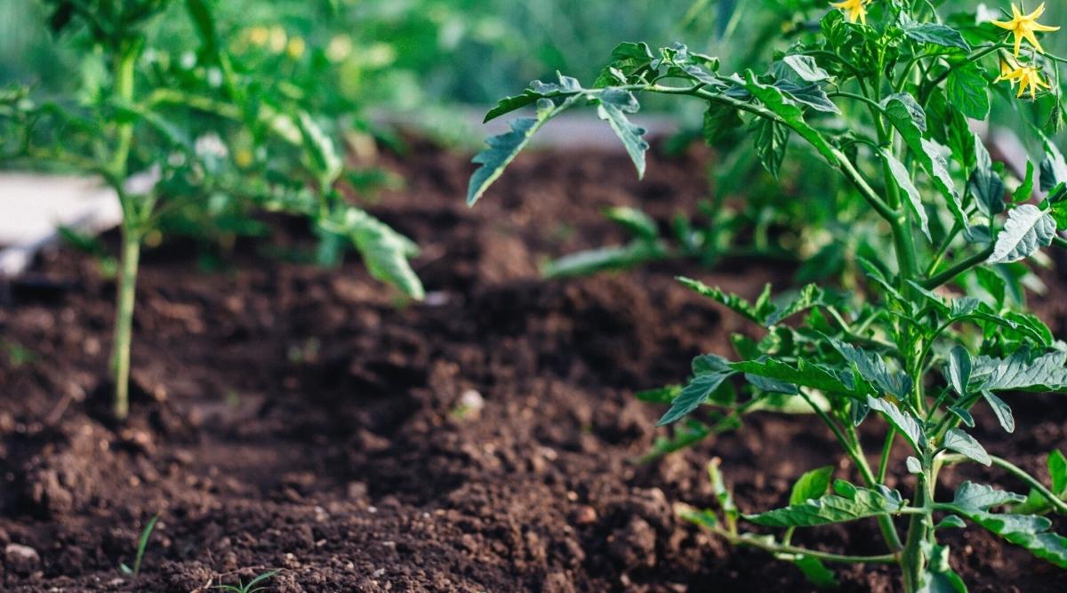 Young tomatoes in the garden