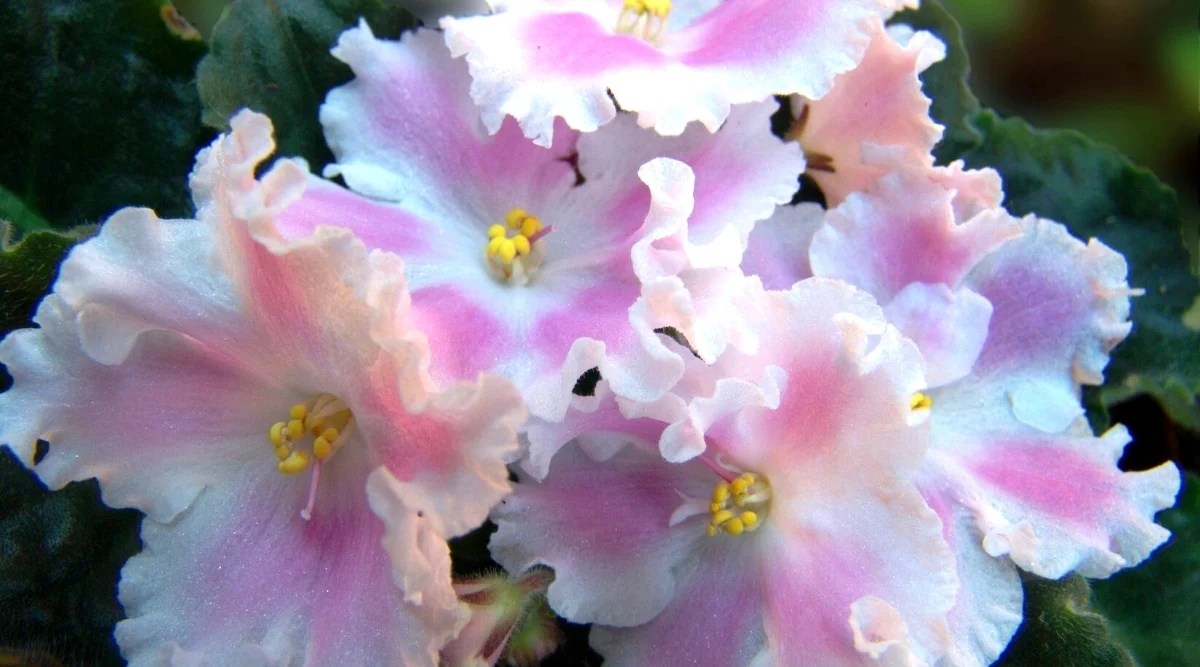 Close-up of blooming flowers against dark green ruffled leaves. The flowers are large, white in color with a modest pink blush in the center of each petal, and highly ruffled edges.