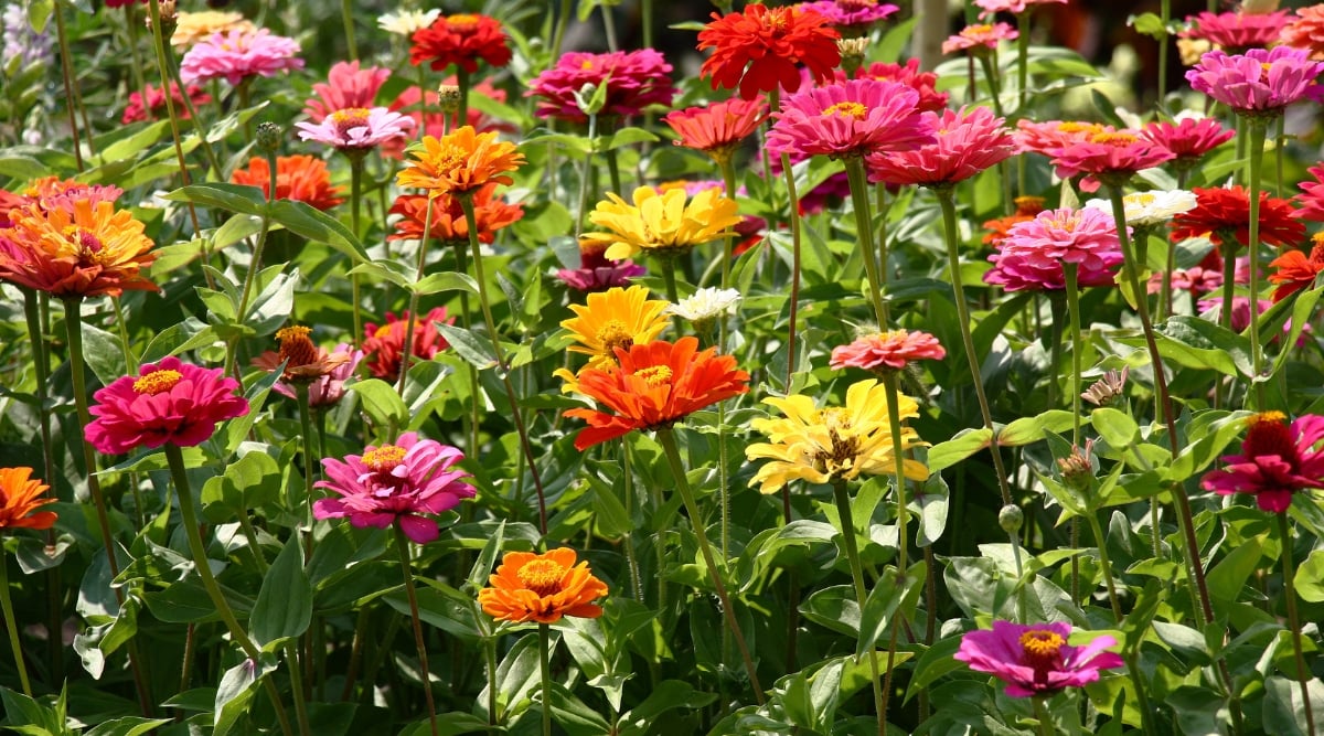 Close-up of a butterfly that feeds on a zinnia flower. The flower of zinnia is bright pink, with simple petals. Bright red center with bright yellow stamens along the contour. The butterfly has an unusual coloring of chaotic patterns of black, white and brown. Blurred green background.