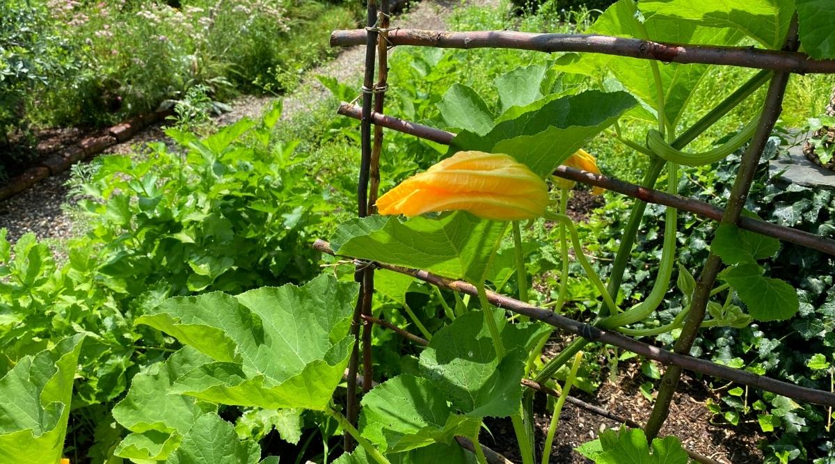 Zucchini Growing Over a Trellis