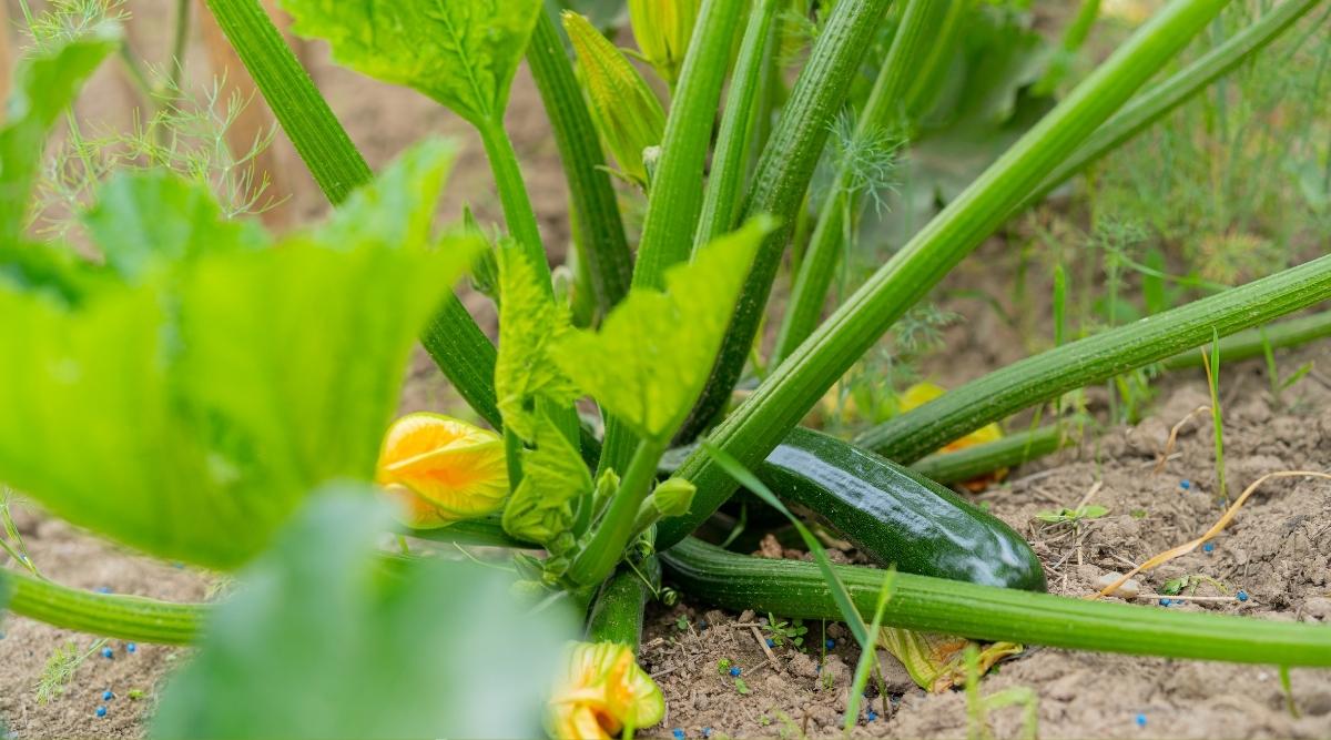 Zucchini flowers
