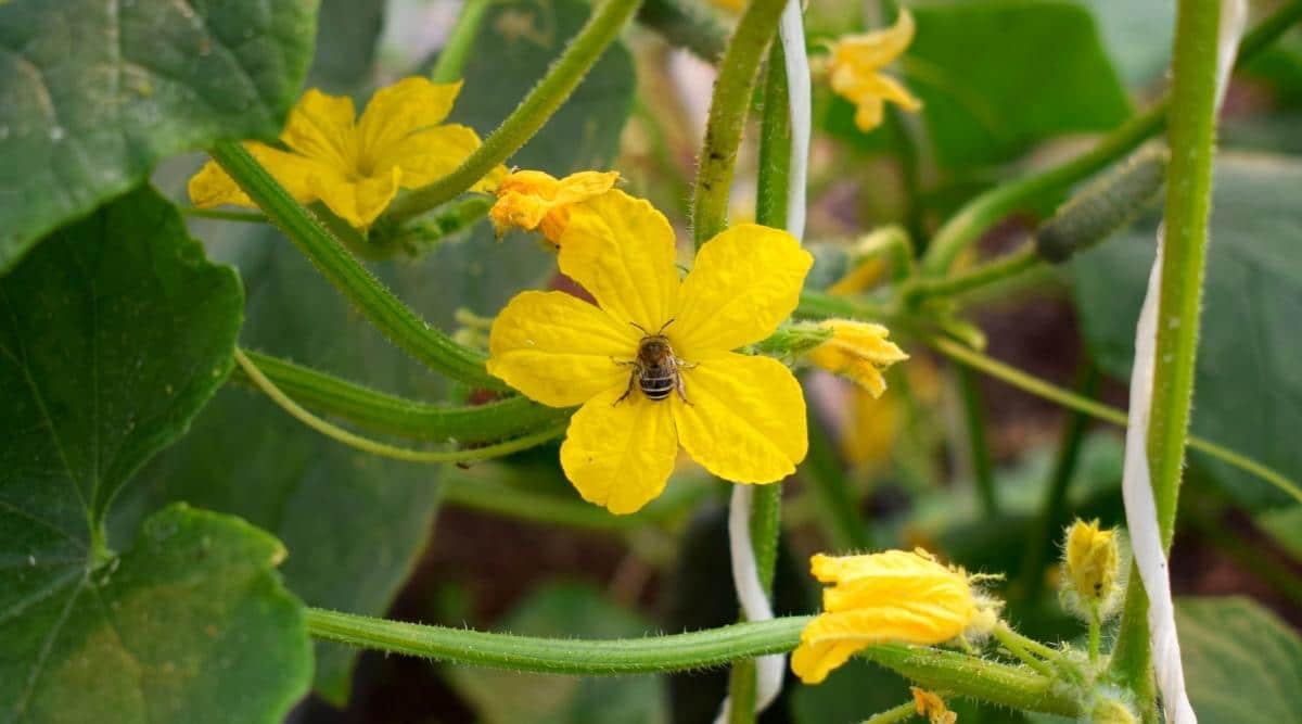 a bee in a yellow cucumber flower