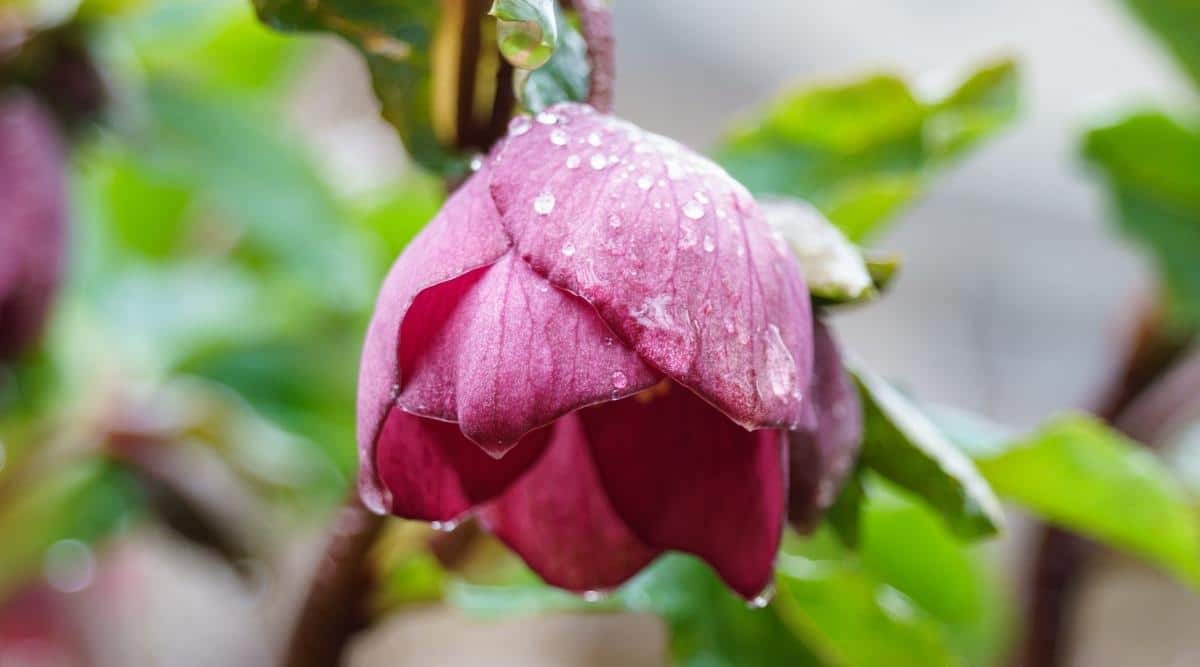 a single pink hellebore flower covered in beads of water.