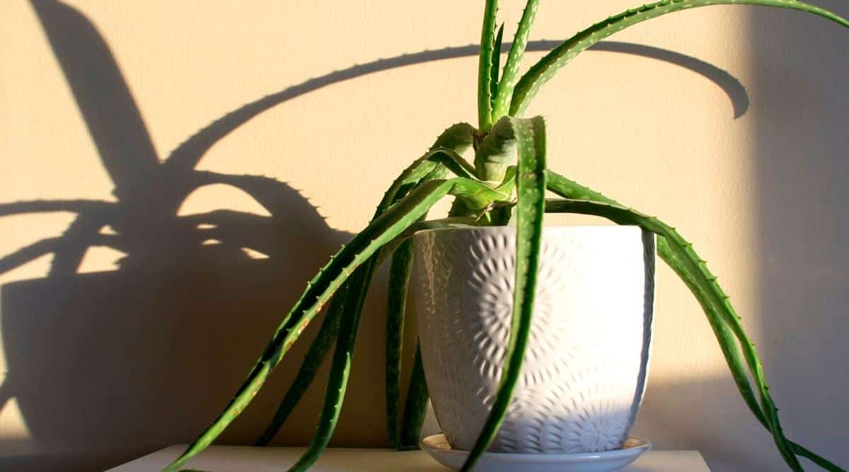 9 Reasons Your Aloe Vera is Drooping and Falling Over