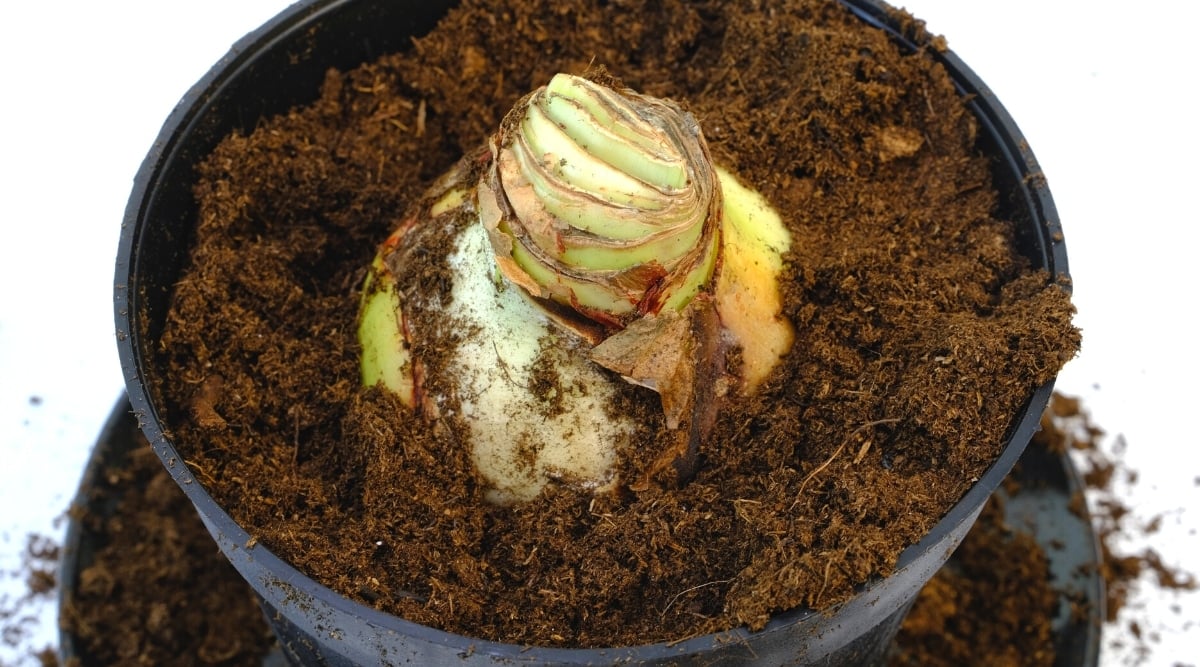 How to Plant, Grow and Care For Flowering Amaryllis Plants