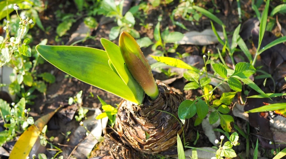 How to Plant, Grow and Care For Flowering Amaryllis Plants