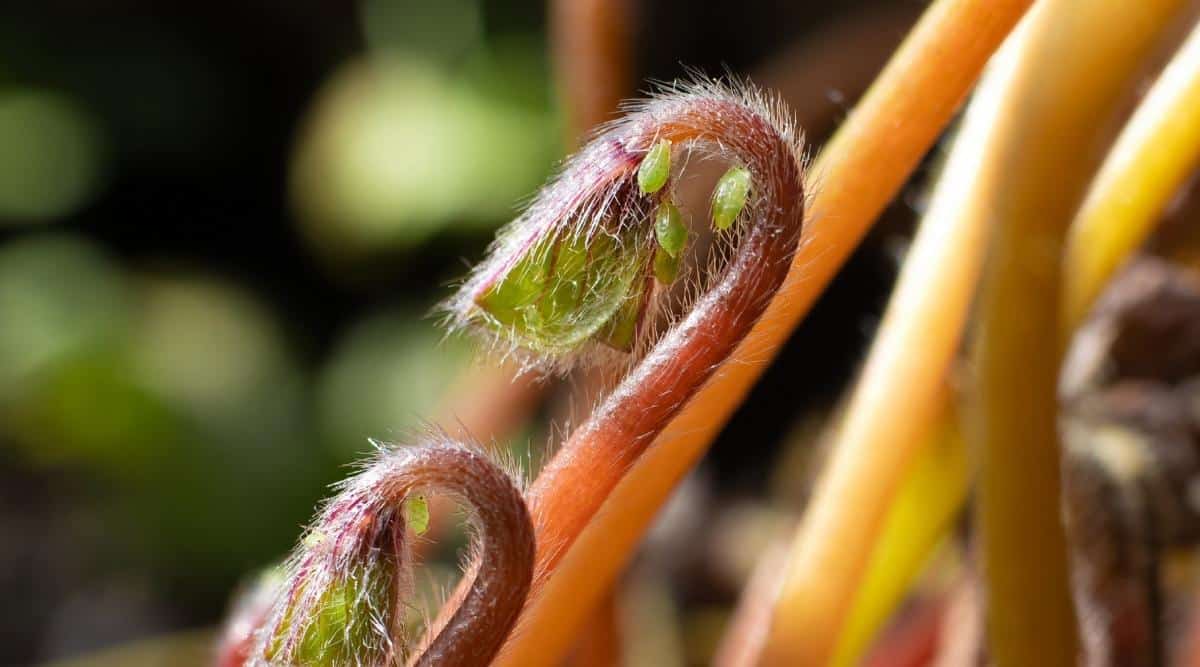 Close-up of small green insects feeding on the juice of young shoots of a houseplant. The aphid has a green translucent soft body and thin long legs. The stem of the plant is brown in fine hairs, from which a small green leaf begins to grow. The background is blurry.