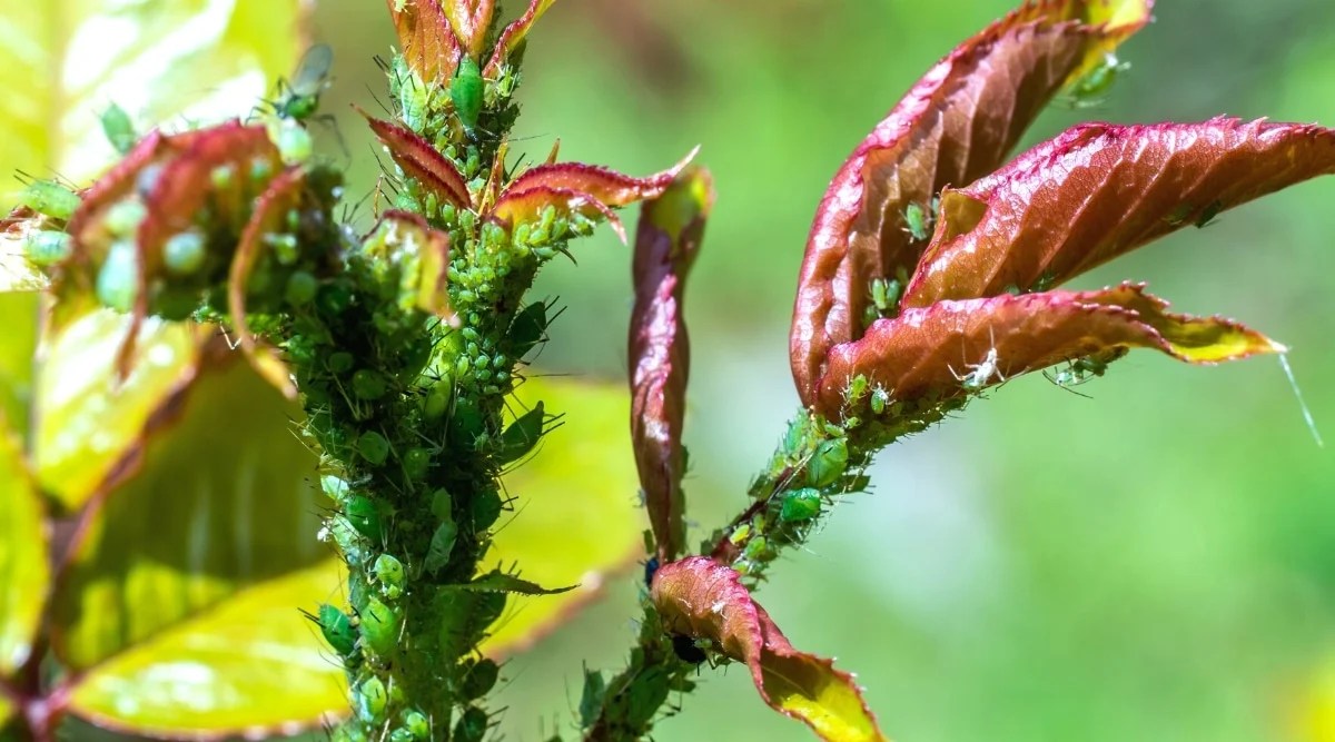 7 Different Methods to Get Rid of Aphids on Roses